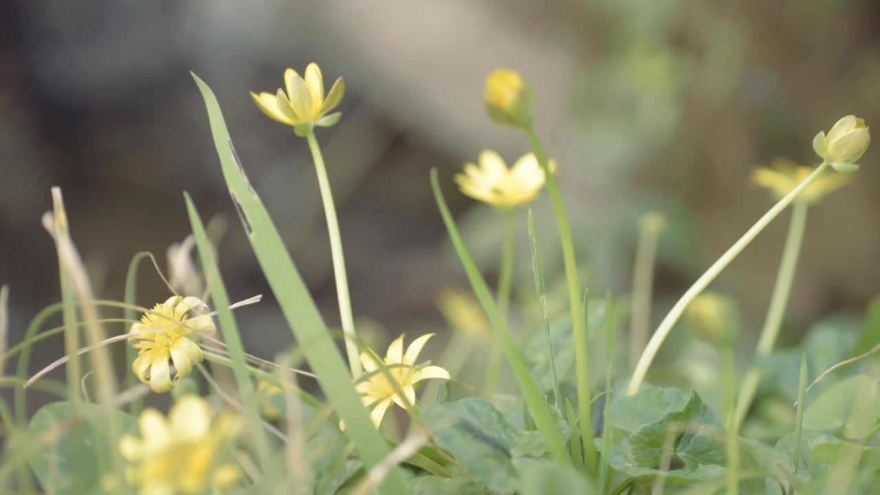 Pretty yellow flowers growing wild in breeze close up macro tilting shot