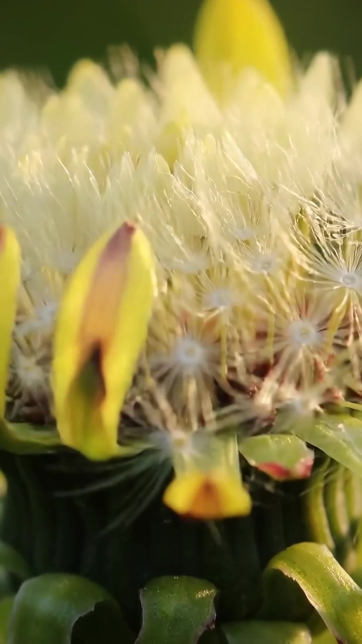 Video verticale: Luce solare che fa sì che un singolo fiore giallo perda i suoi fiorellini in giardino, rivelando il pappo