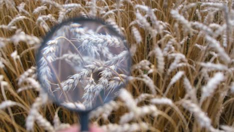 young agronomist walks through a picturesque wheat field at dusk young agronomist walks through a picturesque wheat field at dusk