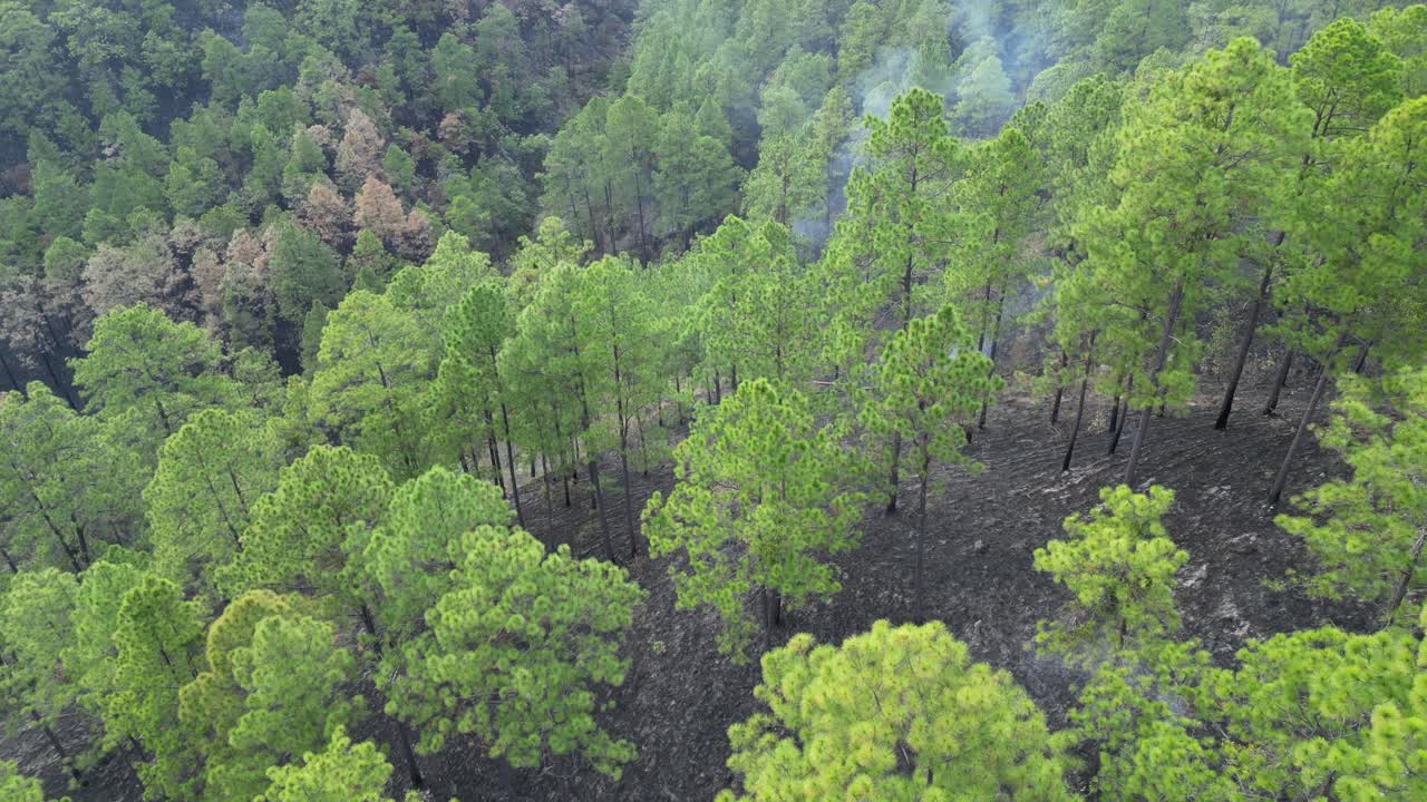 Burnt forest hill after fire damage in Honduras, environmental destruction