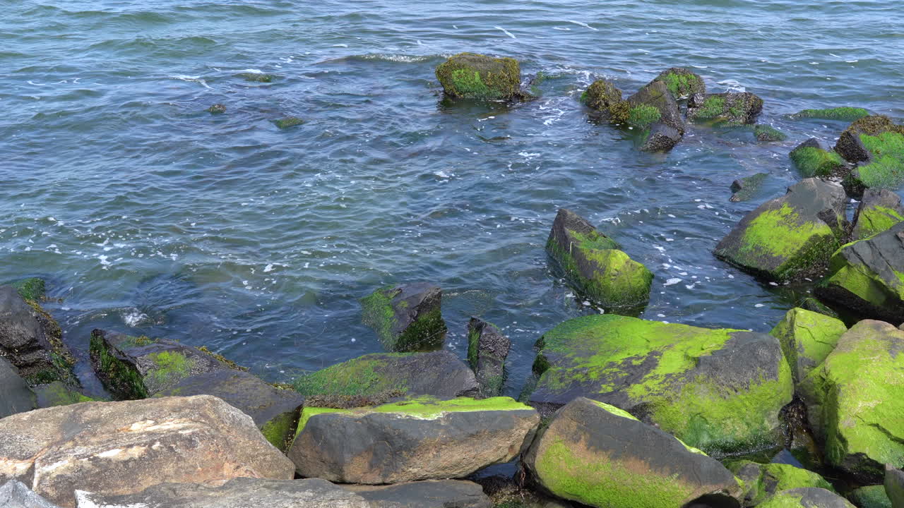 Onde oceaniche che si infrangono sulle rocce coperte di alghe sulla riva