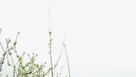 close-up of blooming plum blossoms in sa pa, vietnam. soft white petals and fresh buds against a pale sky evoke spring renewal and serene natural beauty.