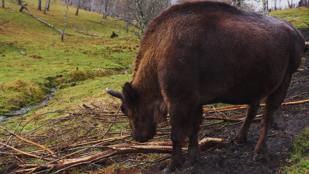 European Bison in Autumn Forest