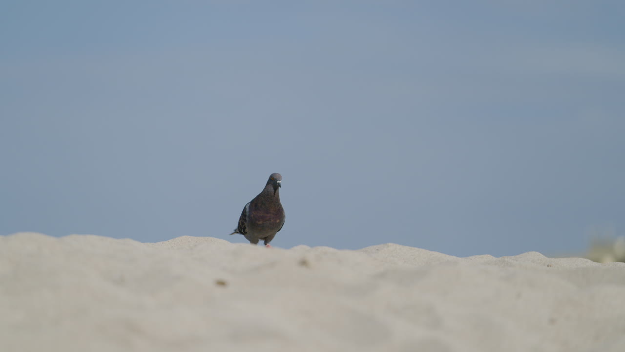 Pigeon walking on the sand in South Beach.