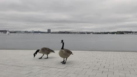 gees walking on the sidewalk in boston on a cloudy overcast day