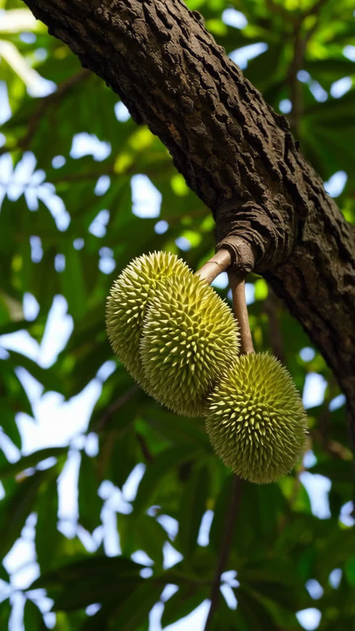 Durian Fruit on a Tree Branch