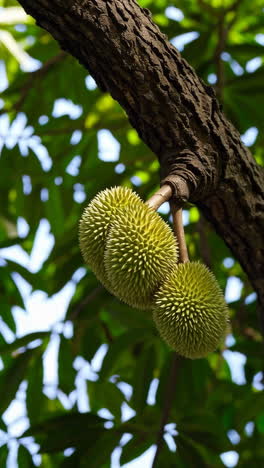 durian fruit on a tree branch