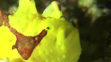 close up of a yellow and red warty frogfish opening it