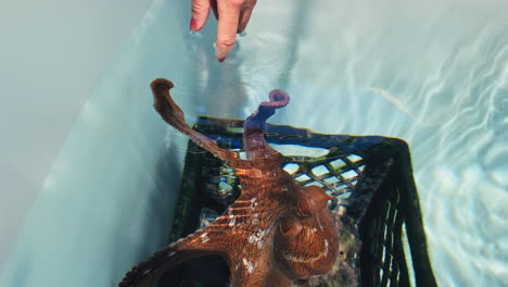 adorable octopus touches human finger with tentacle in an aquarium