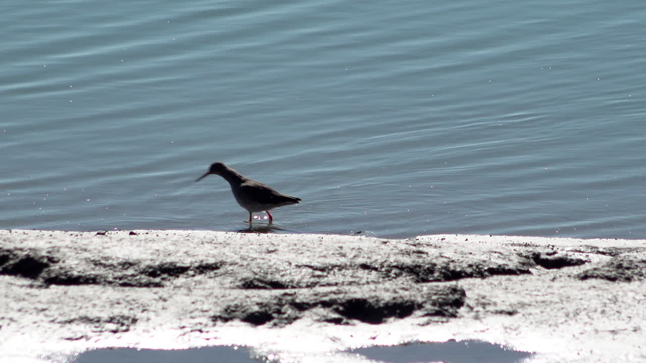 un cazador de ostras camina a lo largo del borde del agua en una marisma del estuario en busca de comida en un caluroso y soleado día de primavera