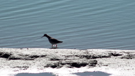 a oyster catcher walks along the water’s edge on an estuary mudflat searching for food on a hot and sunny early spring day