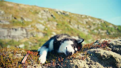 cane malamute dell'alaska che si riposa sul bordo di una scogliera a indre fosen, in norvegia - da vicino