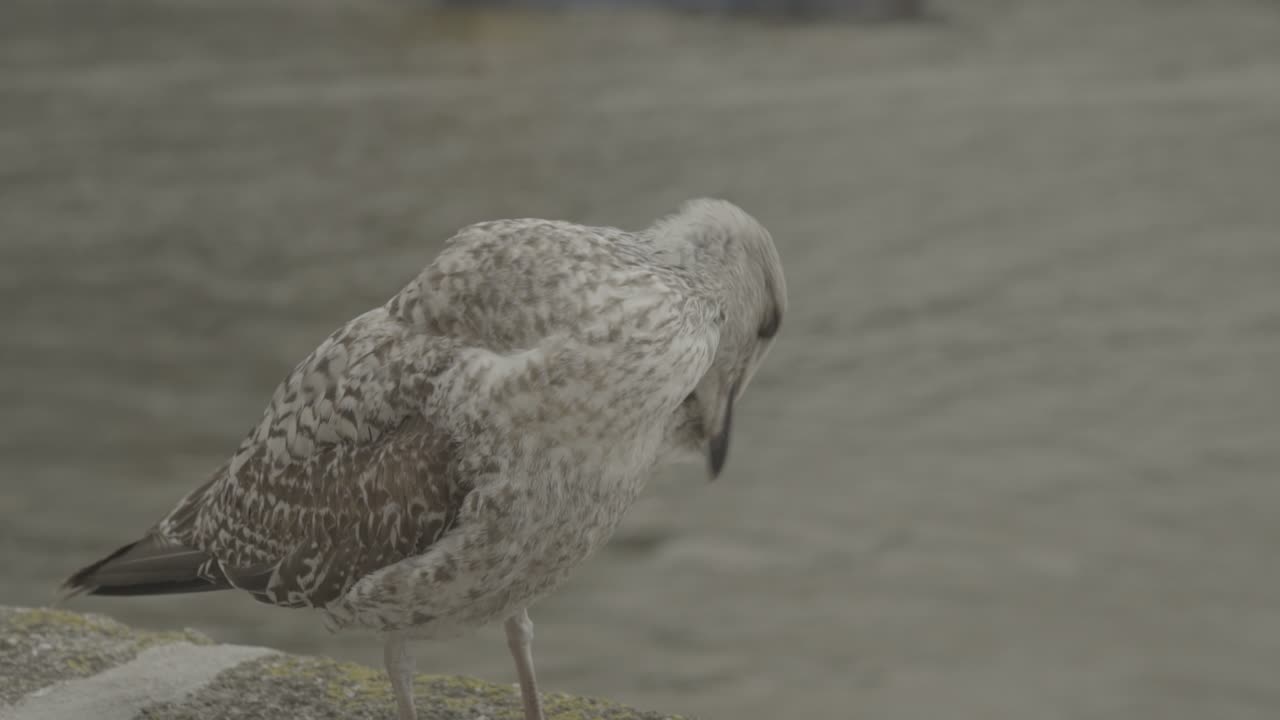 Seagull near resting a river