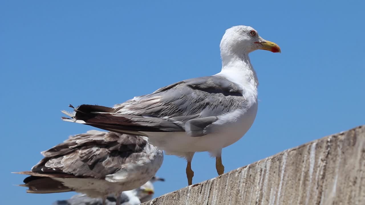 vuela con las gaviotas sobre el mar centelleante de essaouira