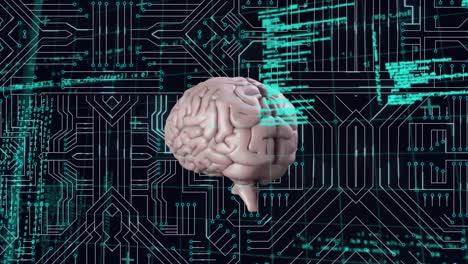 brain and a digital circuit with program codes