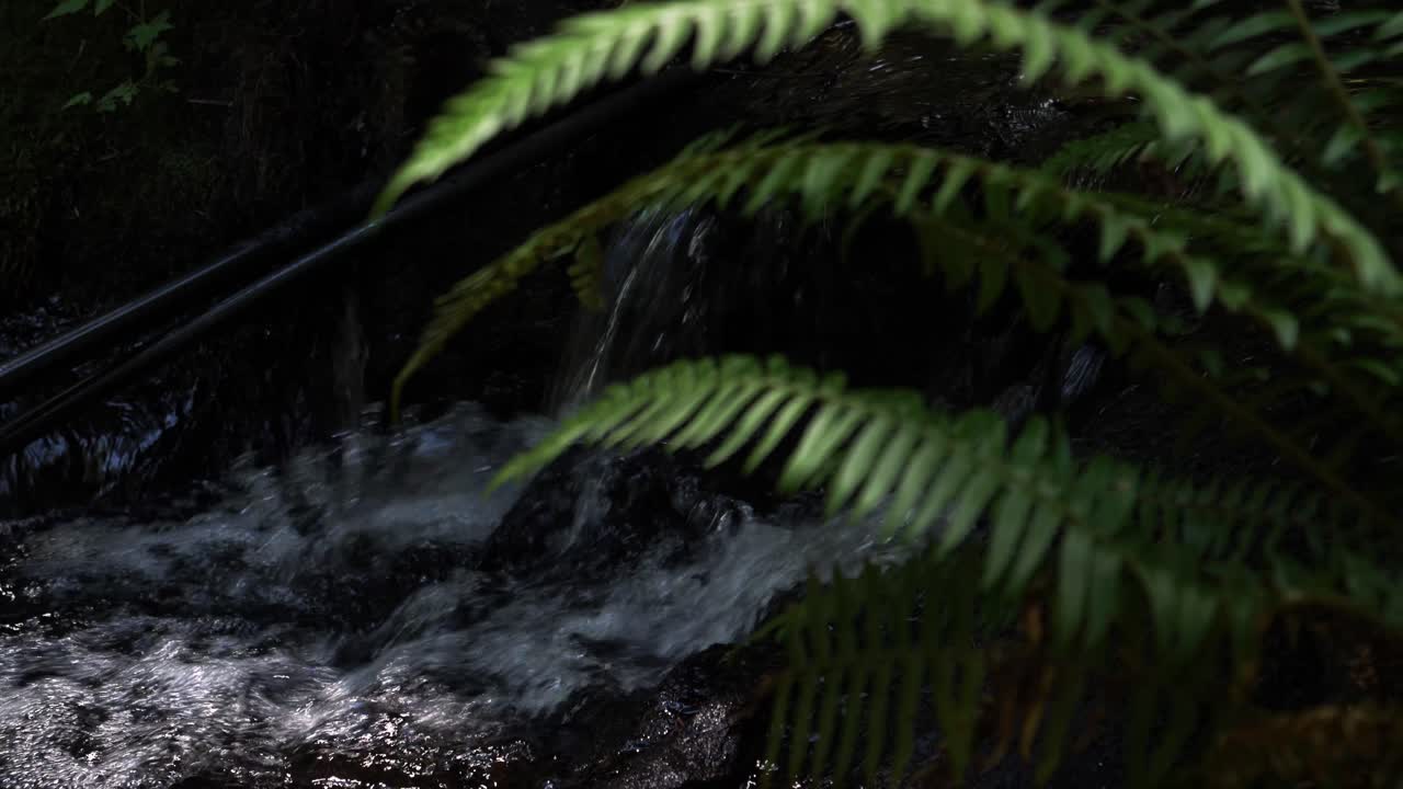 el río que gotea lentamente corre detrás de los exuberantes helechos del bosque