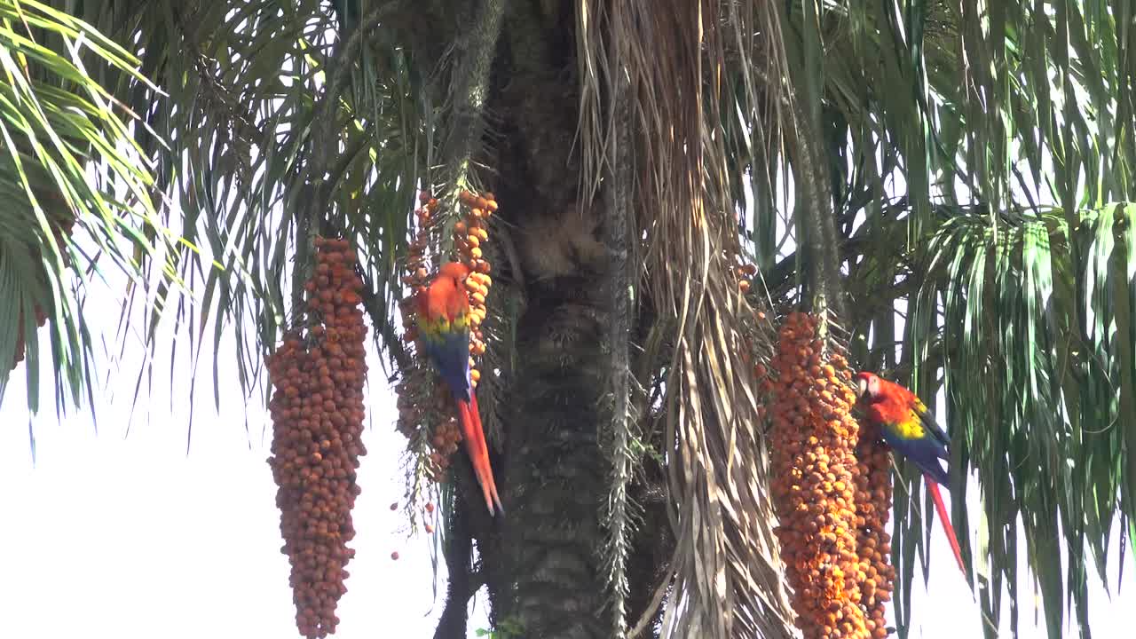 스칼렛 마코는 코스타리카 1의 열대우림에서 야자 열매를 먹습니다.