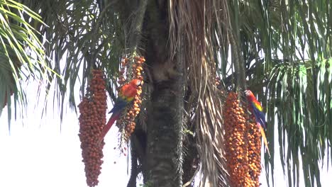una guacamaya roja se alimenta de frutos de palma en la selva tropical de costa rica 1