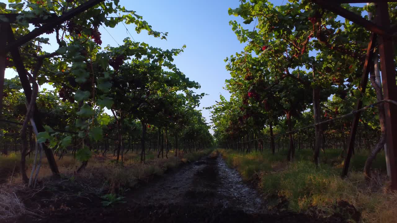 Grape vineyard landscape in harvesting season, Gimbal shot, Nashik, Maharashtra