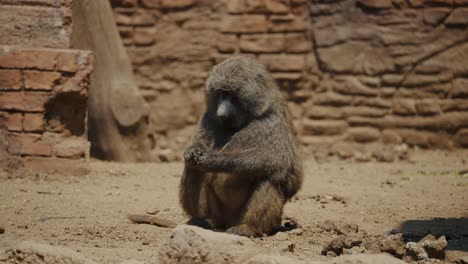 Baboon-Sitting-Eating-Leaves---close-up