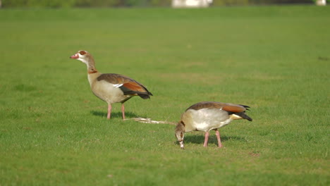 Ägyptische-Gänse-Suchen-Langsam-Auf-Der-Wiese-Des-Buschigen-Parks-Nach-Futter