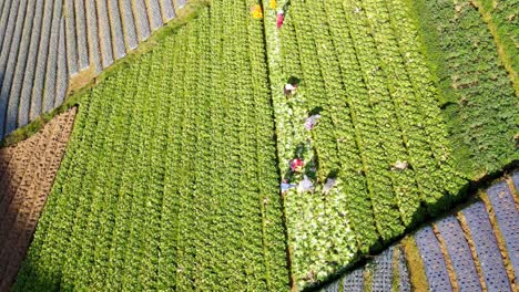 drone shot of farmers harvesting mustard greens on a plantation with sloping land