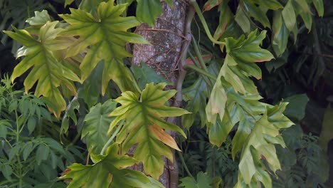 grandes hojas de vid irregulares que prosperan en el tronco de un árbol en la selva tropical de hawaii