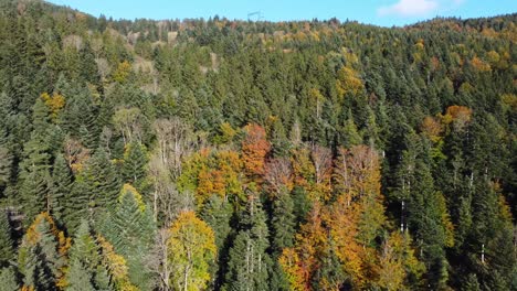 aerial view of autumn foliage forest during fall season with evergreen