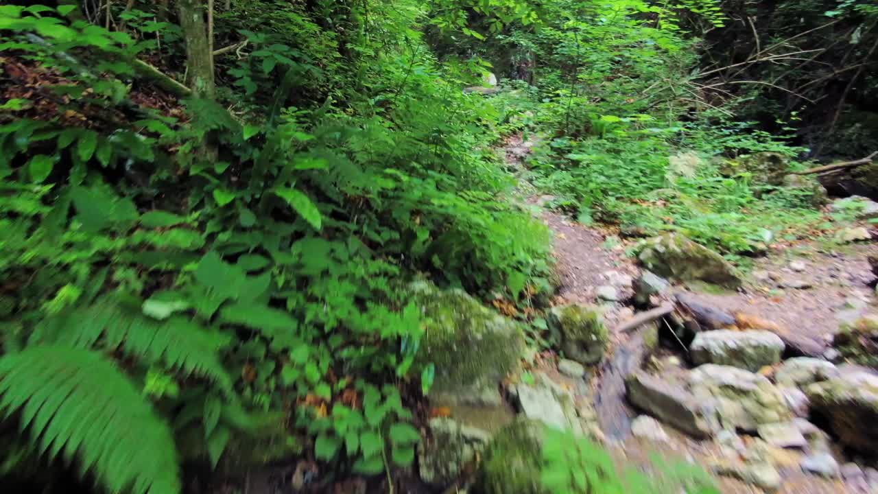 Nature- View of a water stream flow on the rain forest. Huge rocks on the on the river with a lush green forest in the back ground