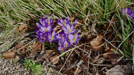 Bright-scenic-footage-taken-around-the-Trentham-Gardens-Estate,-UK