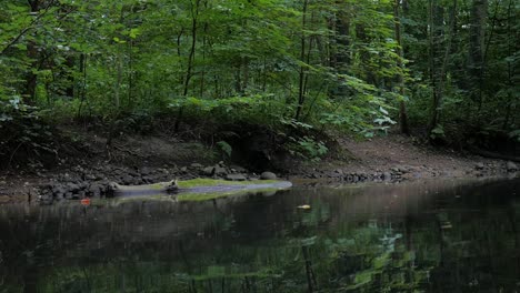 river floating silently through the forest