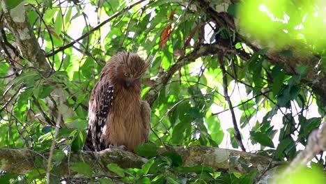 Die-Buffy-Fish-Owl-Ist-Eine-Große-Eule-Und-Doch-Die-Kleinste-Unter-Den-Vier-Fischeulen