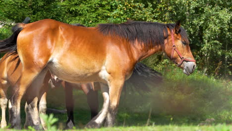 un primer plano de un grupo de caballos de pie juntos, uno de ellos con una correa roja