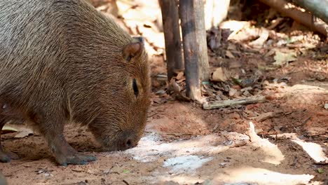 capybara eating in a natural habitat setting