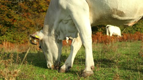 Nahaufnahme-Der-ökologischen-Zucht-Von-Fleischkühen-Für-Die-Nahrungskette-In-Einem-Ländlichen-Gebiet-In-Mittelitalien