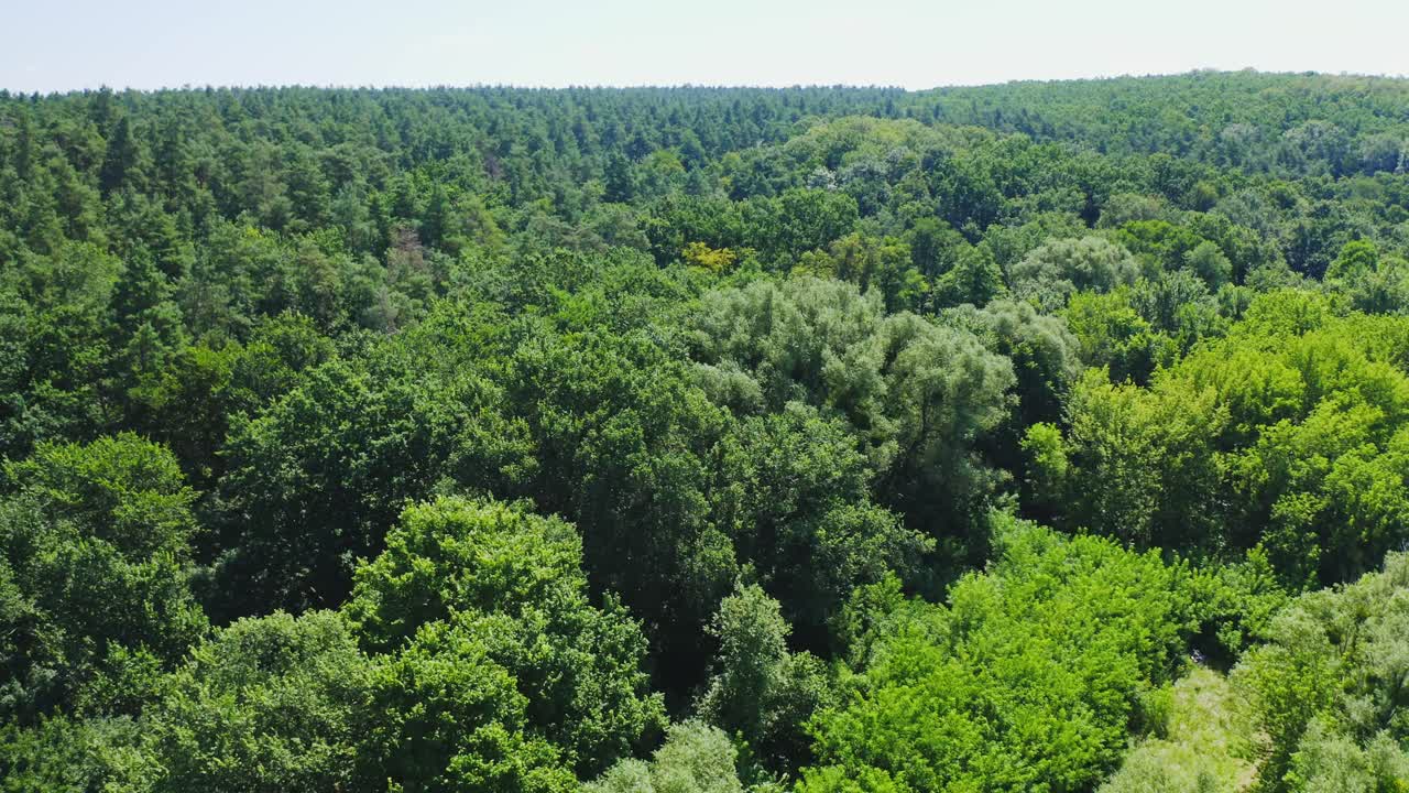 Green nature background. Amazing view on forest in summer. Flight over the green top trees. Woodland in sunlight. Aerial view.