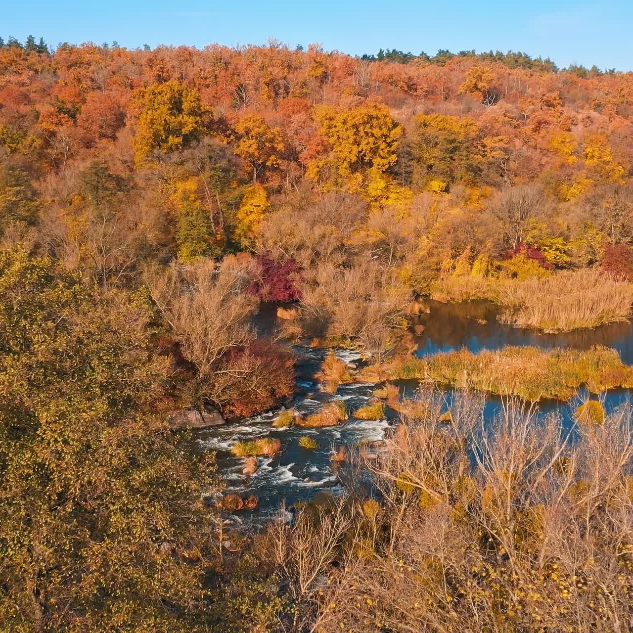 Brown tree colors forests. Autumn yellow nature river landscapes