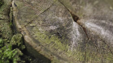 a small black ant on a tree stump