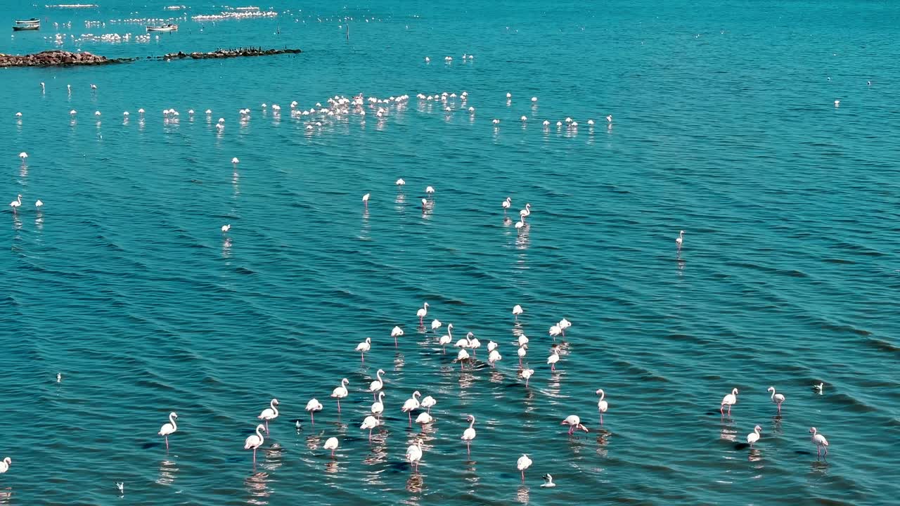 High quality image of flamingos captured by drone
