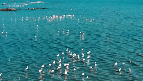 high quality image of flamingos captured by drone