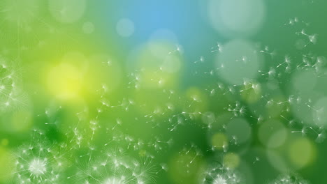 animation of spring green background with white flying dandelions. loop motion graphic.