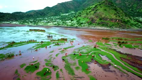 vacas masai pastando en un humedal en el lago natrón en tanzania, áfrica