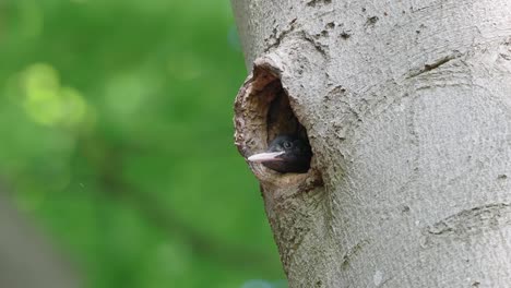 Pájaro-Carpintero-Euroasiático-Mirando-Desde-El-Nido-Del-Agujero-Del-árbol,-De-Cerca