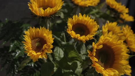 bright yellow sunflowers in full bloom under natural light, highlighting their vibrant petals and lush leaves