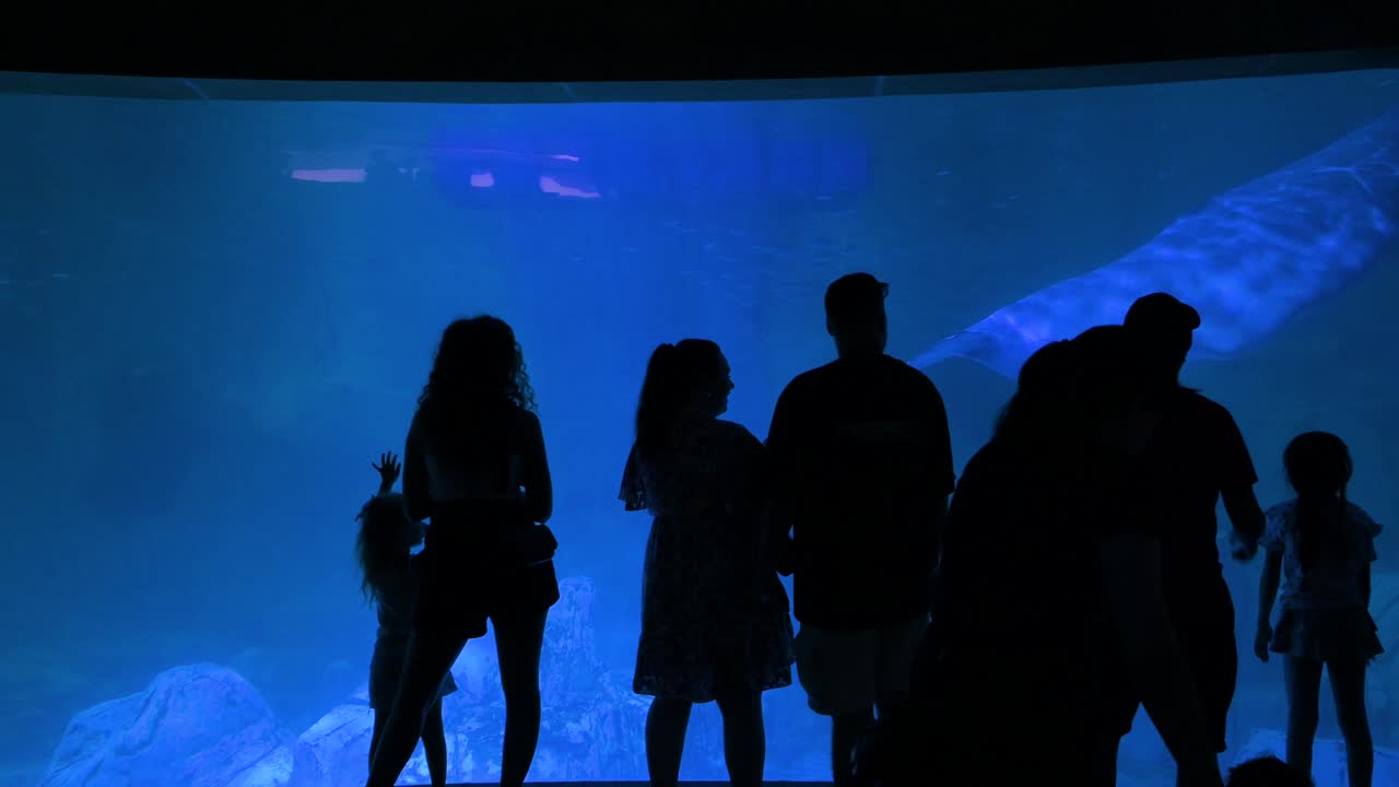 In a contrasted scene, visitors observe beluga whales, or white whales, at Oceanografic in Valencia's City of Arts and Sciences, Europe’s largest oceanographic park showcasing over 500 marine species.