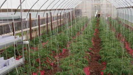 la casa verde de los pobres con plantas jóvenes de tomate cultivadas y cuidadas