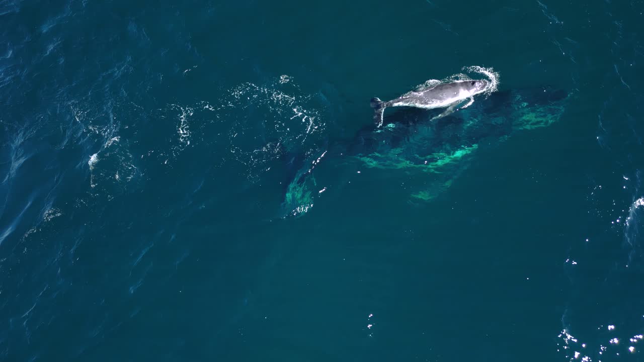 새로 태어난 새끼 고래는 매년 북쪽으로 더 따뜻한 바다로 이동하는 동안 엄마를 놀랍게 돌고 있습니다.