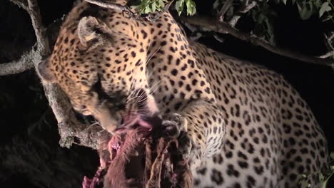 leopardo macho salvaje alimentándose de su presa por la noche, parque nacional gran kruger