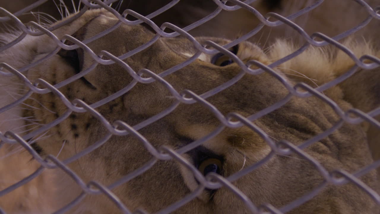 Lion with head right up against chain link fense - close up on eyes - vertical video