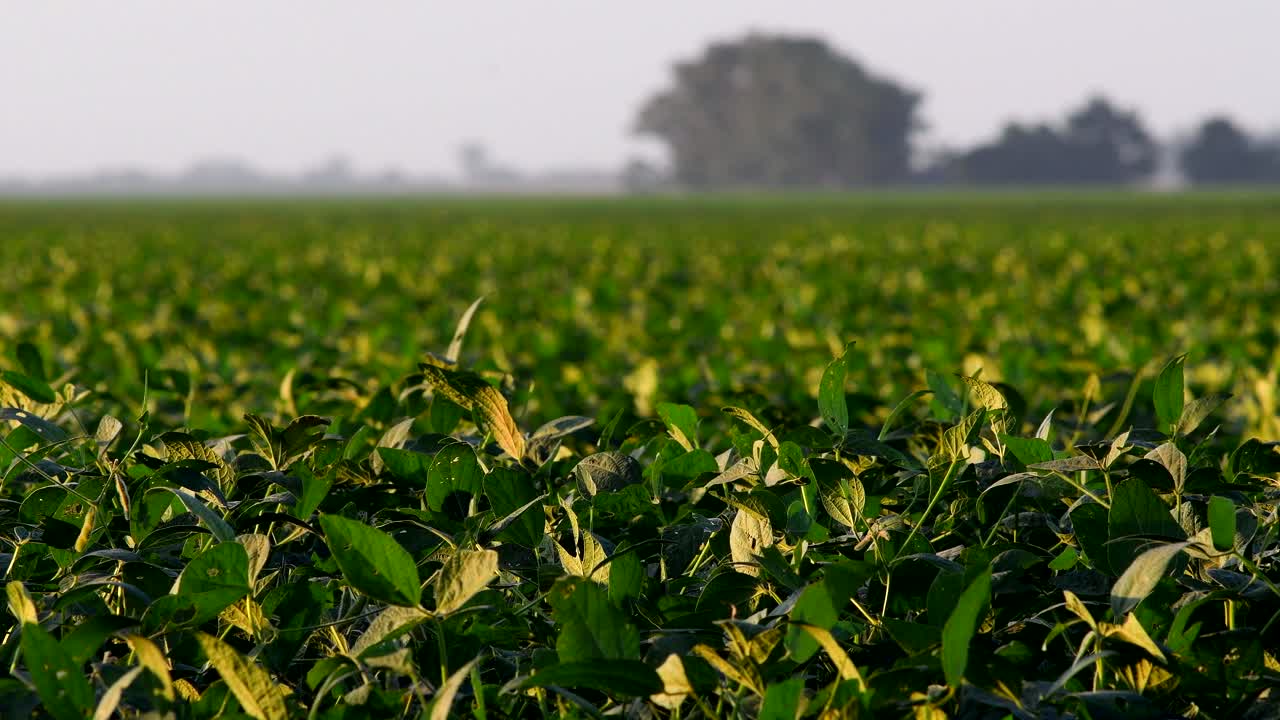 Green Ripening Soybean Field At Firmat Santa Fe, Argentina At Sunset -wide shot